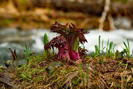 Russia. South Of Western Siberia, Kuznetsky Alatau. The first sprouts of borscht on the swampy banks of the Tom river.の写真素材