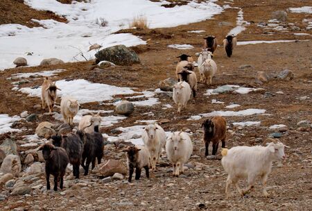 Russia. South of Western Siberia, Mountain Altai. Altai breeds of domestic goats are characterized by increased length of hair and unpretentiousness in a harsh climate.の写真素材