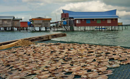 Malaysia A reef island on the East coast of Borneo. A catch of sea fish dries in the sun in a fishing village of sea Gypsies.の写真素材
