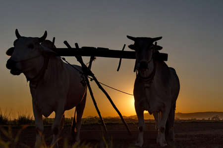 Myanmar. A pair of oxen harnessed to a plow, working in a peanut field.の写真素材
