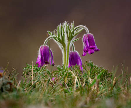 Russia. South Of Western Siberia. Lumbago disclosed (Sleep-grass) - the first spring flowers on the...