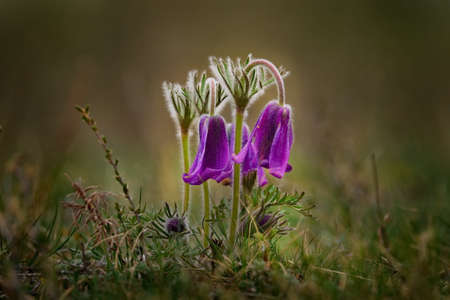 Russia. South Of Western Siberia. Lumbago disclosed (Sleep-grass) - the first spring flowers on the rocky slopes of the Altai mountains.の写真素材