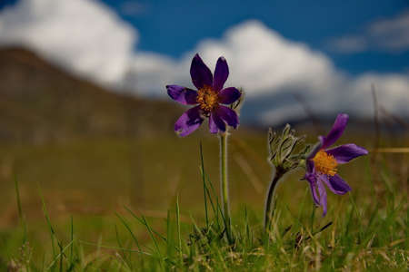 Russia. South Of Western Siberia. Lumbago disclosed (Sleep-grass) - the first spring flowers on the rocky slopes of the Altai mountains.の写真素材