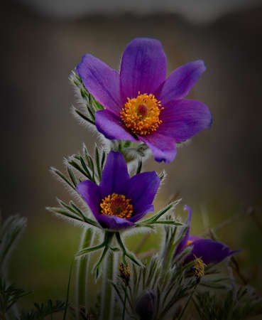 Russia. South Of Western Siberia. Lumbago disclosed (Sleep-grass) - the first spring flowers on the...