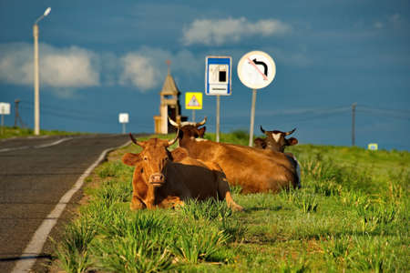 Russia. Khakassia. Cows on vacation in the first sunlight of the early morning along the Shira-Uzhur road.の写真素材