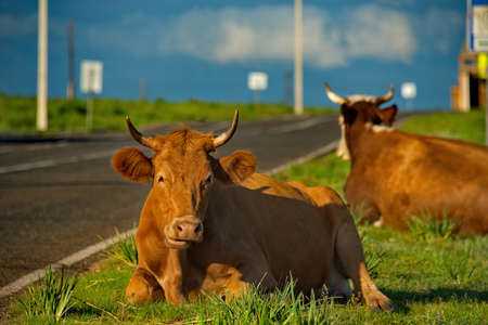 Russia. Khakassia. Cows on vacation in the first sunlight of the early morning along the Shira-Uzhur...