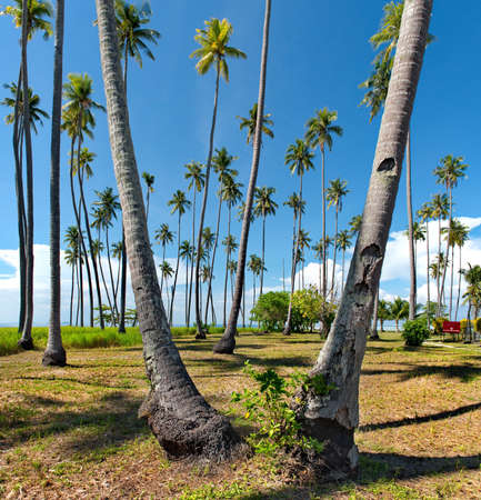 Malaysia. Semporna. One of the many coral Islands covered with coconut palms along the East coast of...