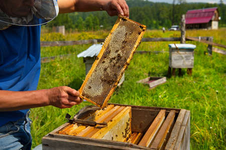 Yabogan. Russia. August 07, 2020. High-altitude apiary. A beekeeper carefully inspects a narrow frame with honeycombs in the upper part of the hive. This is the third stage of collecting honey.のeditorial素材