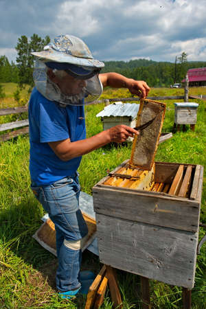 Yabogan. Russia. August 07, 2020. High-altitude apiary. A beekeeper with a special soft bird feather frees a narrow frame with honey combs from bees. This is the fourth stage of collecting honey.のeditorial素材