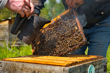 Yabogan. Russia. August 07, 2020. Apiary. A beekeeper with a special vessel with smoke calms the alarmed bees in the lower part of the hive. Honey cannot be collected from the lower part of the hive.のeditorial素材