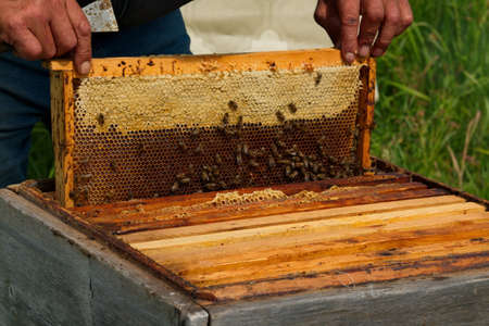 Yabogan. Russia. August 07, 2020. Apiary. The beekeeper inspects a wide frame with honeycombs...