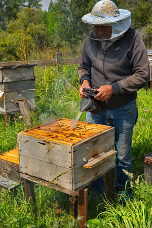 Yabogan. Russia. August 07, 2020. Apiary. A beekeeper with a special vessel with smoke calms the...