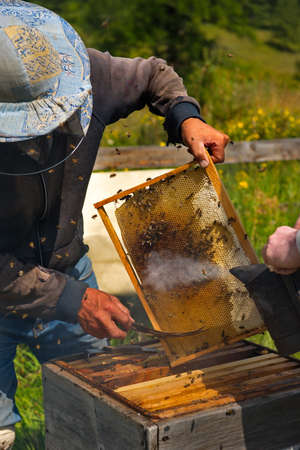 Yabogan. Russia. August 07, 2020. Apiary. A beekeeper with a special vessel with smoke calms the alarmed bees in the lower part of the hive. Honey cannot be collected from the lower part of the hive.のeditorial素材
