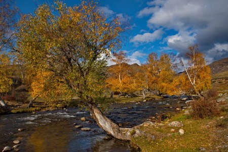 Russia. South Of Western Siberia. Mountain Altai. Early autumn morning on the coast of the Big...