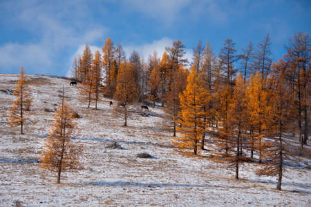 Russia. The South Of Western Siberia. Late autumn in the Altai mountainsの写真素材