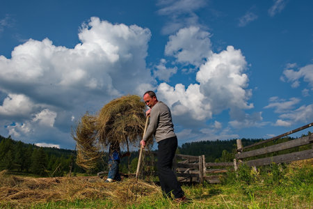 Yabogan. Russia. August 07, 2020. Farmers of the mountain Altai village collect sun-dried hay in large stacks manually with special pitchforks. In this way, food is prepared for cows, sheep and goatsのeditorial素材