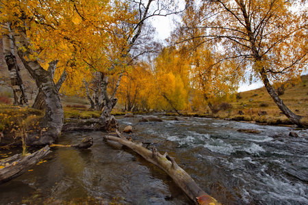 Russia. South Of Western Siberia. Mountain Altai. Early autumn morning on the coast of the Big...
