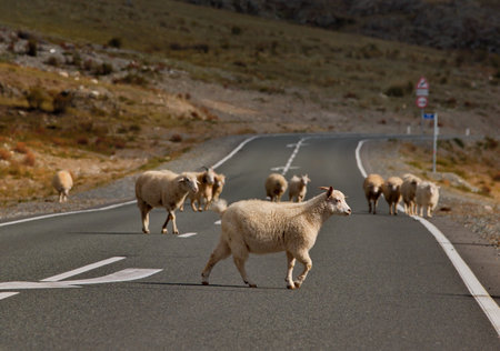 Russia. South Of Western Siberia. Gorny Altai. A herd of domestic goats and sheep slowly wander...