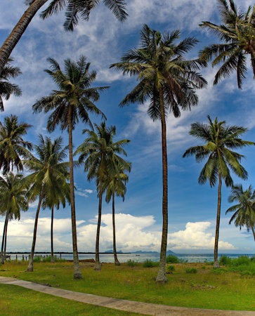 Malaysia. Semporna. One of the many coral Islands covered with coconut palms along the East coast of Borneo.の写真素材