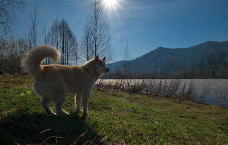 Siberian Husky-a breed of dog, characterized by thick hair and eyes of charming beauty of various...