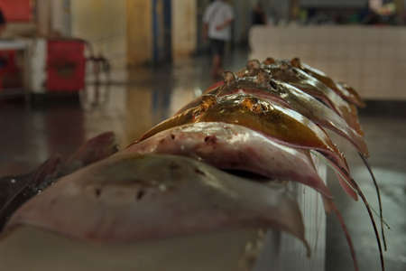 Malaysia. Semporna. Fresh sea fish on the shelves of the central fish market, which is brought every...