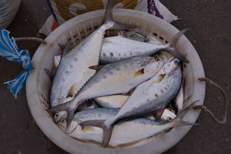 Malaysia. Semporna. Fresh sea fish on the shelves of the central fish market, which is brought every...