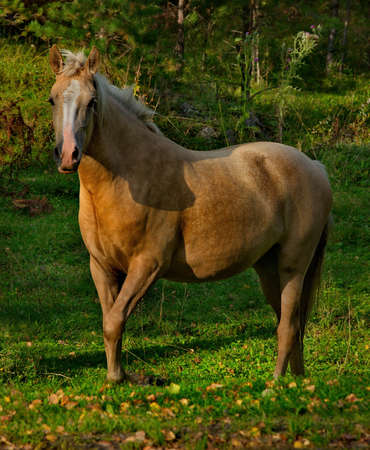 Russia. Mountain Altai. Horses graze peacefully on free pastures near the village of Turochak.
