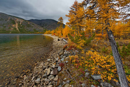 Russia. Far East, Magadan region. September 06, 2018. A lone fisherman surrounded by autumn colors is fishing on a spinning rod on the shore of the relict Lake Maxi.のeditorial素材