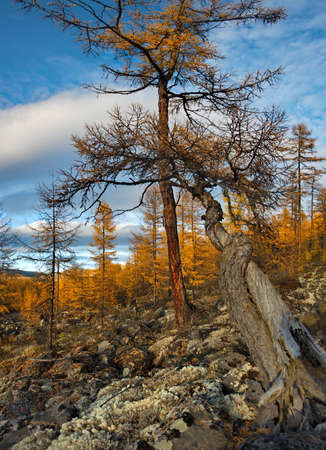Russia. The Far East. Magadan region. Autumn sunset in the larch taiga on the stone kurumnik, popularly called stone rivers.の写真素材