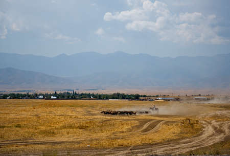 Kazakhstan. A flock of goats graze in the dusty dried steppes near Lake Balkhash.の写真素材