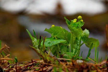 Russia. Kuznetsk Alatau. The first spring shoots of taiga flowers on the bank of a tributary of the...