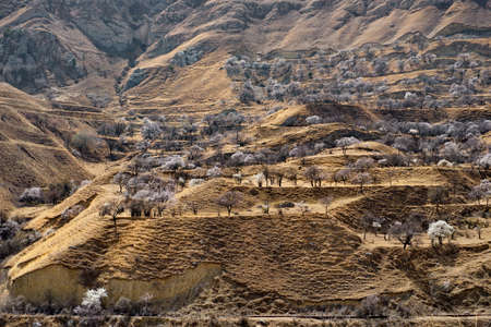 Russia. Dagestan. Blooming apricot orchards on the slopes of the steep mountains of the North-Eastern Caucasus near the village of Kakh.の写真素材