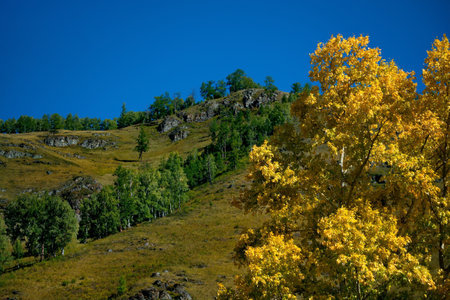 Russia. The South Of Western Siberia, The Altai Mountains. Bright yellow autumn poplars against the background of summer-green birches and larch trees on the mountain tops.の写真素材
