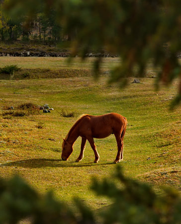 Russia. South of Western Siberia, Mountain Altai. Domestic horses graze peacefully in the autumn...