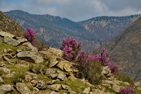 Russia. The South Of Western Siberia, spring flowers of the Altai mountains. Rhododendron. Its...