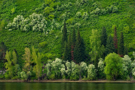 Russia. Kuznetsk Alatau, South of Western Siberia. Flowering cherry trees on the steep slopes of the...