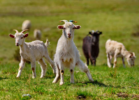 Russia. South of Western Siberia. Gorny Altai. A small flock of domestic goats graze in the mountain...