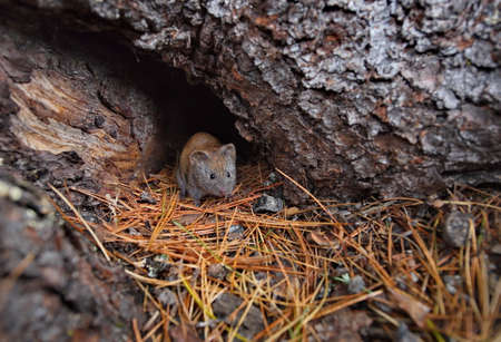 Russia. Krasnoyarsk Region. A small mouse vole at the entrance to a burrow under the roots of a huge cedar in the taiga thickets of the Eastern Sayans.の写真素材
