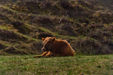 Russia. South Of Western Siberia, Altai Mountains. Resting cows on spring pastures in the valley of...