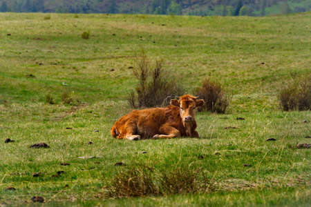 Russia. South Of Western Siberia, Altai Mountains. Resting cows on spring pastures in the valley of...