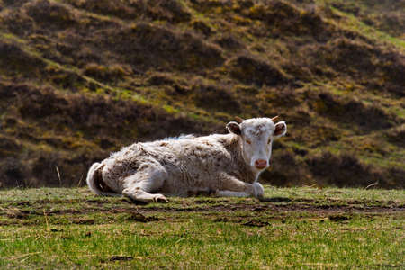 Russia. South Of Western Siberia, Altai Mountains. Resting cows on spring pastures in the valley of the mountain river Katun.の写真素材