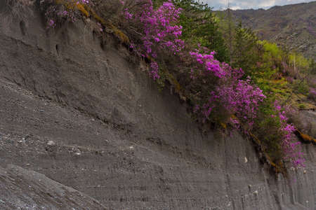 Russia. South Of Western Siberia, Mountain Altai. Spring flowering of Ledebur rhododendron (maralnik) on the edge of a precipice of sedimentary rocks along the Chui tract.の写真素材