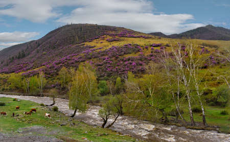 Russia. South of Western Siberia, Mountain Altai. A herd of cows on a spring pasture in the valley...