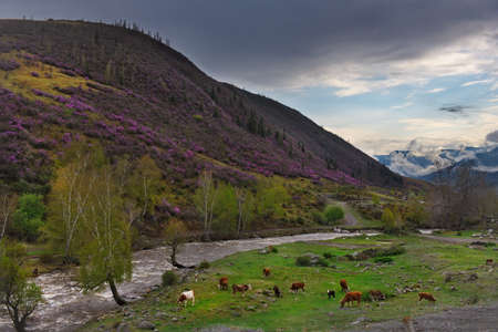 Russia. South of Western Siberia, Mountain Altai. A herd of cows on a spring pasture in the valley...