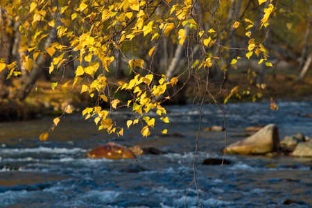 Russia. South Of Western Siberia. Mountain Altai. Yellowed birch leaves illuminated by a contour light on the bank of the Bolshoy Ilgumen River near the village of Kupchegen.の写真素材