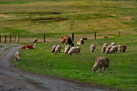 Russia. South of Western Siberia, Mountain Altai. Cows and sheep graze in the valley of the Katun River near the village of Inegen.の写真素材