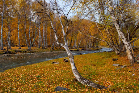 Russia. South Of Western Siberia. Mountain Altai. Early autumn morning on the coast of the Big Ilgumen river near the village of Kupchegen.の写真素材