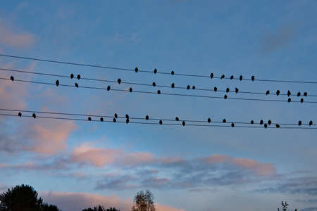 Russia. Republic of Karelia. A flock of starlings settled on electric wires in a dacha village on the shore of Lake Onega against the backdrop of a picturesque autumn sunset.の写真素材