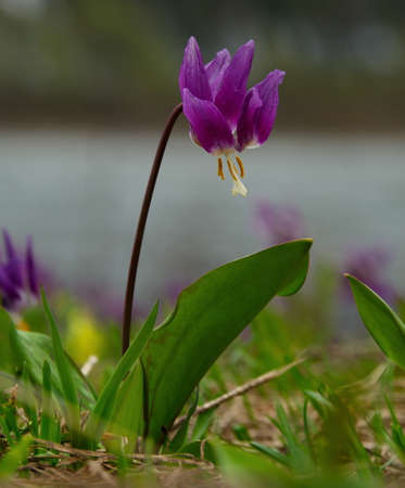Russia. South of Western Siberia, Kuznetsk Alatau. Siberian spring flowers on the southern slopes of the mountains along the Tom river.の写真素材