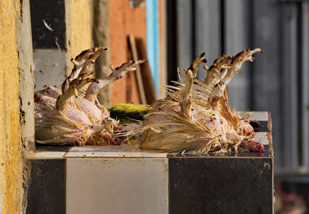 West Africa. Mauritania. Hastily plucked chicken carcasses covered with flies on the counter of the city market.の写真素材